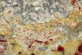 Polished Dinosaur Coprolite Nodule Section - Utah #307981-1
